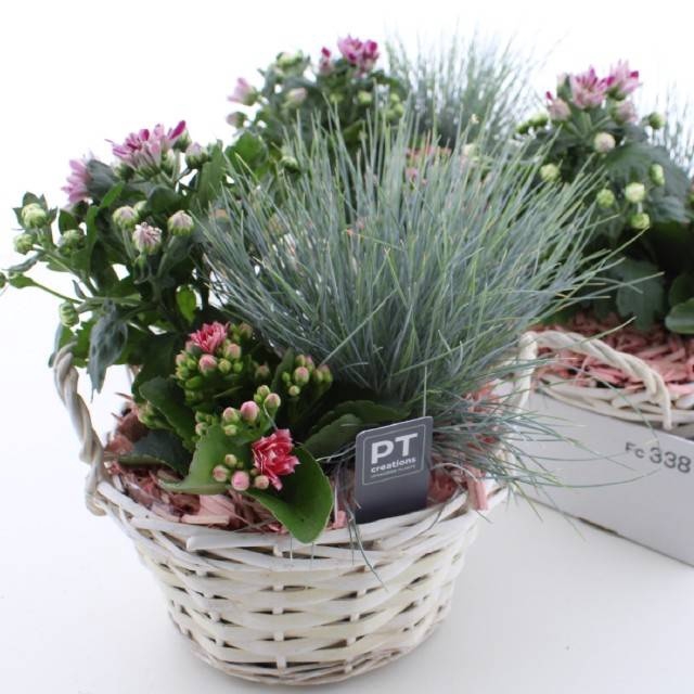 <h4>ARR TUINPLANTEN</h4>
