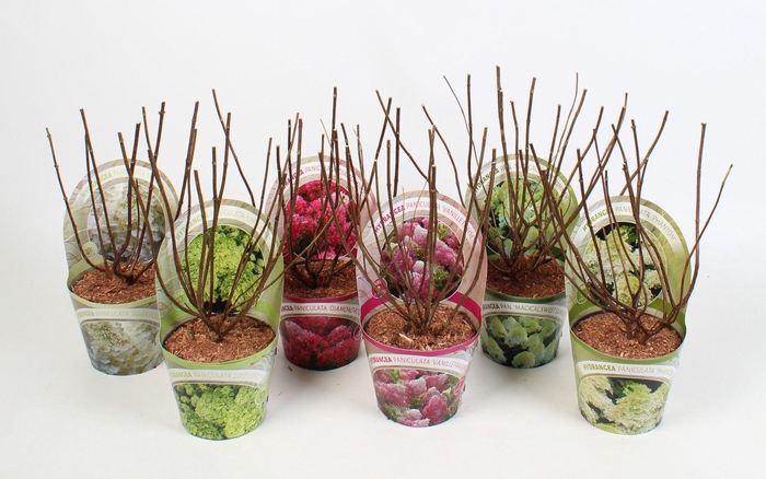 <h4>Hydrangea paniculata Mix 19 cm in potcover Beauty-Line</h4>