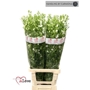 DELPH EN M SIL WHITE