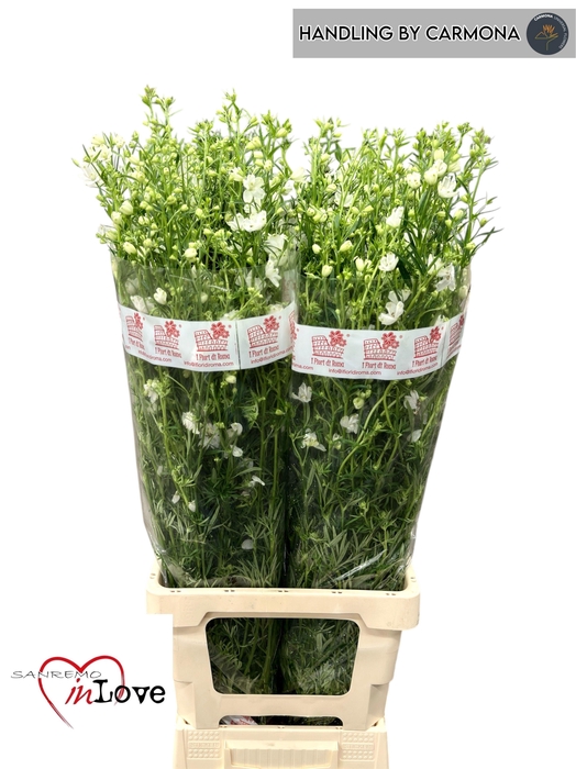 <h4>DELPH EN M SIL WHITE</h4>