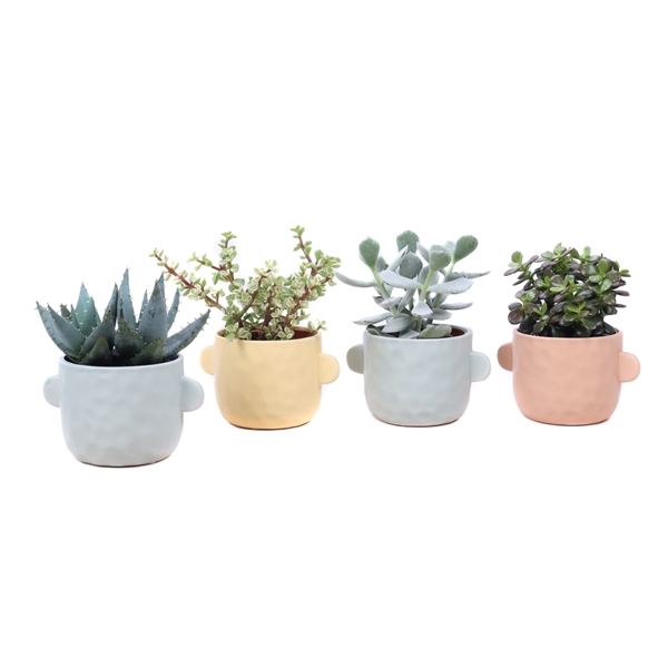 <h4>Succulent mix 10,5 cm in Bryggen sierpot</h4>