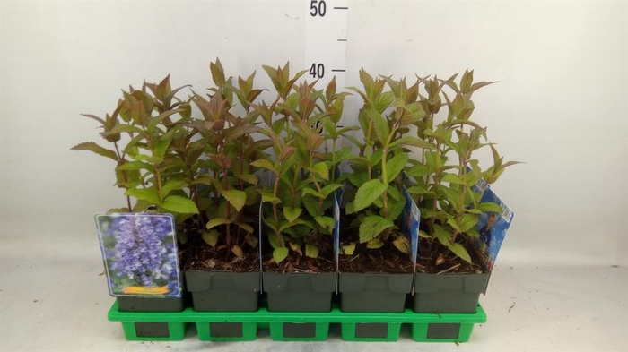 <h4>Nepeta  'Neptune'</h4>