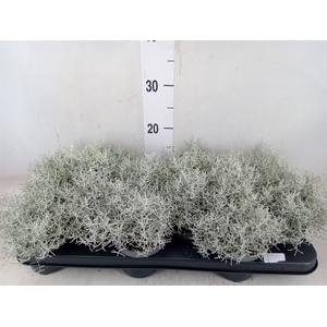 Leucophyta brownii