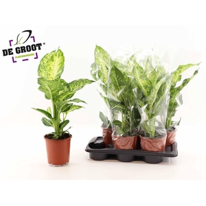 Dieffenbachia  'Mars'