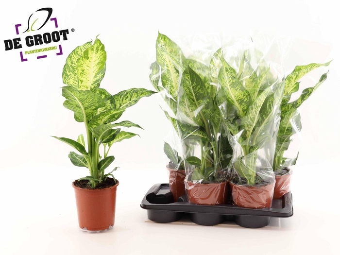<h4>Dieffenbachia  'Mars'</h4>