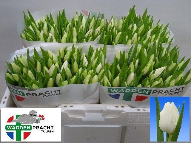 <h4>TU EN POLAR BEAR</h4>