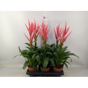 Tillandsia  'Ziva'