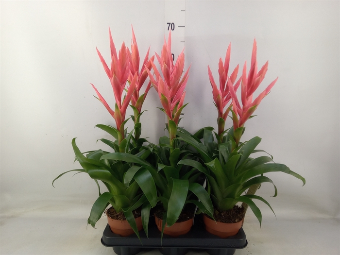 <h4>Tillandsia  'Ziva'</h4>