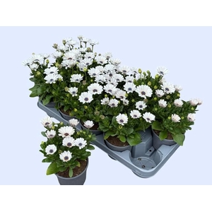 OSTEO FP WHITE
