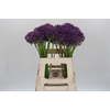 Allium Jackpot