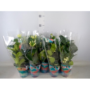 Stephanotis floribunda   ...