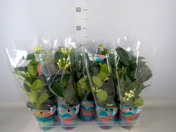 <h4>Stephanotis floribunda   ...</h4>