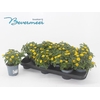 Sanv Procumbens