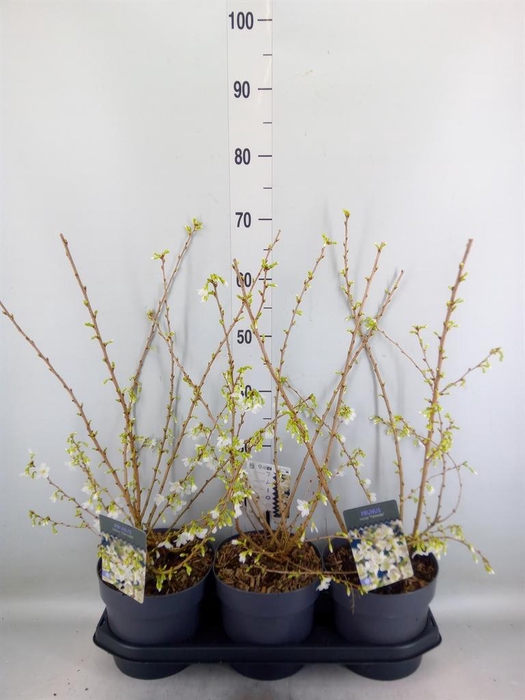 <h4>Prunus incisa</h4>
