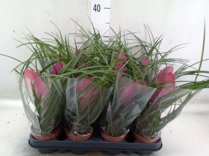 <h4>Tillandsia cyanea 'Anita'</h4>