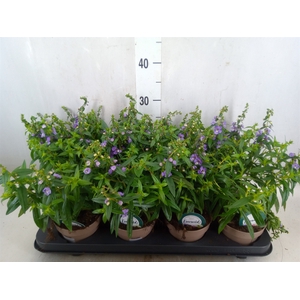 Angelonia  'Serena Purple'