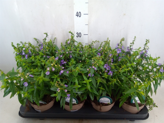 <h4>Angelonia  'Serena Purple'</h4>