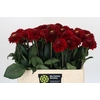 Dahlia Red Fox