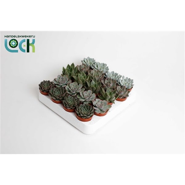 <h4>Echeveria Mix</h4>