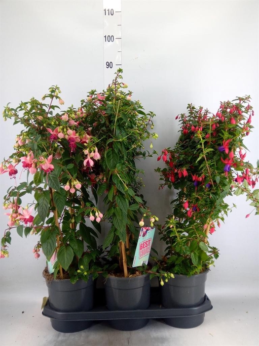 <h4>Fuchsia   ...</h4>