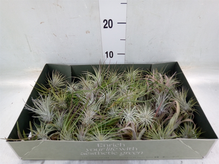 <h4>Tillandsia</h4>