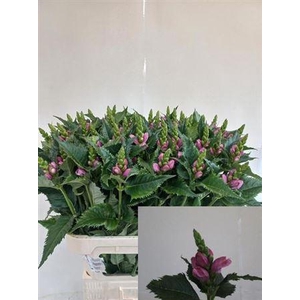 Chelone Obliqua