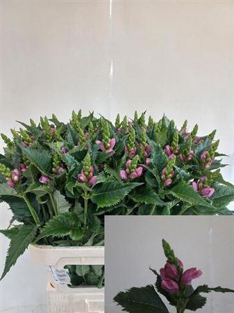 <h4>Chelone Obliqua</h4>