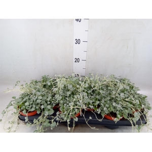 Dichondra argentea 'Silver Falls'