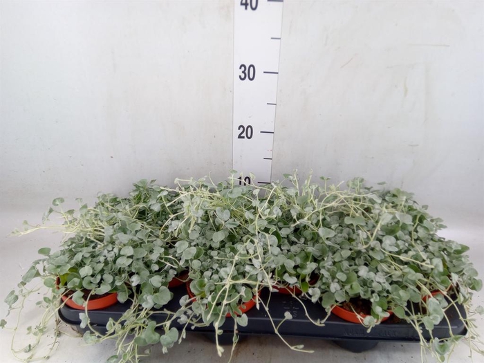 <h4>Dichondra argentea 'Silver Falls'</h4>