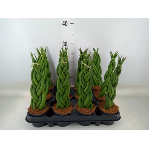 Sansevieria cyl.  ...