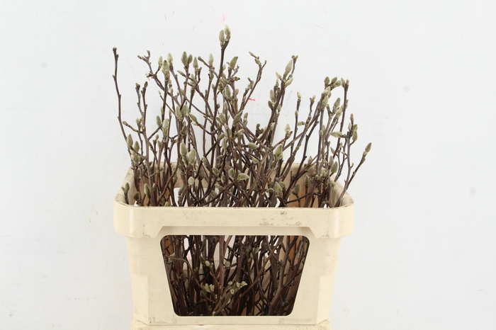 <h4>MAGNOLIA GEORGE HENRY KERN 080CM</h4>