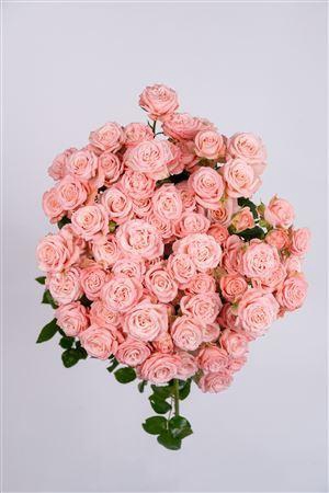 <h4>Tr Madam Bombastic</h4>