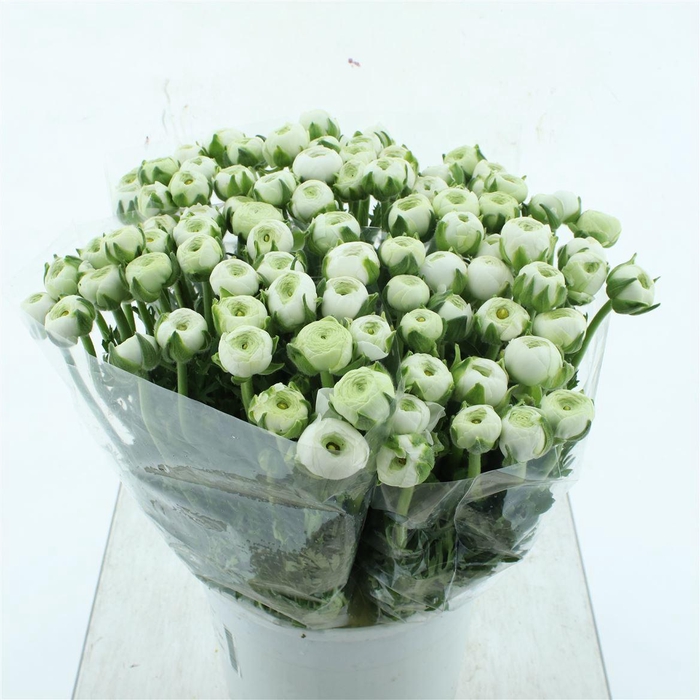 <h4>Ran Aazur White Extra</h4>