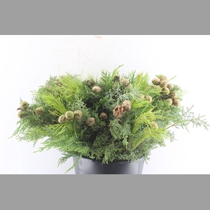 Conifer Cypres Mix