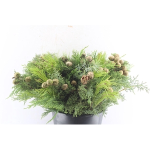 Conifer Cypres Mix
