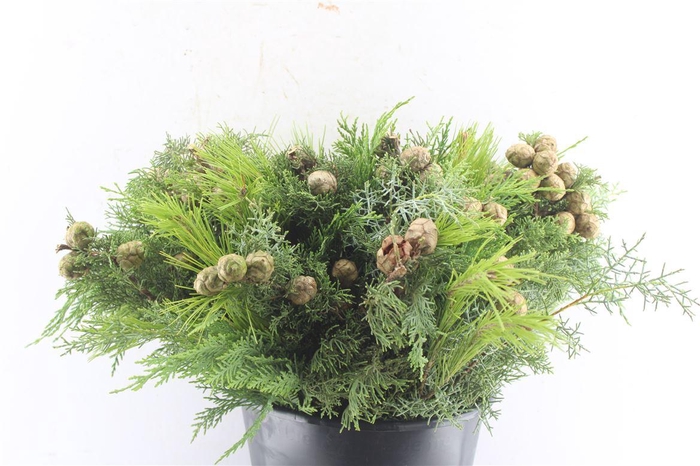 <h4>Conifer Cypres Mix</h4>