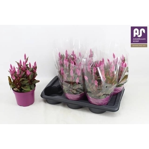CEL WILD PINK