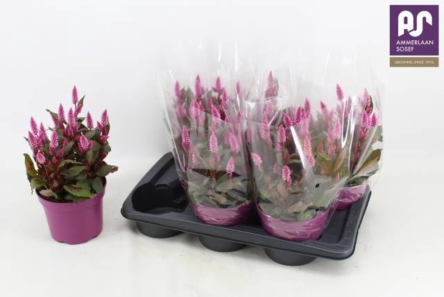 <h4>CEL WILD PINK</h4>