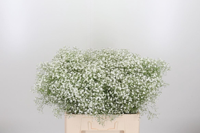 <h4>Gyps Xlence</h4>