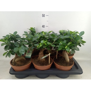 Ficus microcarpa 'Ginseng'