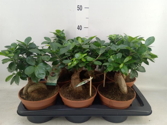 <h4>Ficus microcarpa 'Ginseng'</h4>