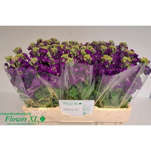 MATTH IMPALA PURPLE