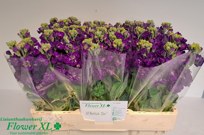 <h4>MATTH IMPALA PURPLE</h4>