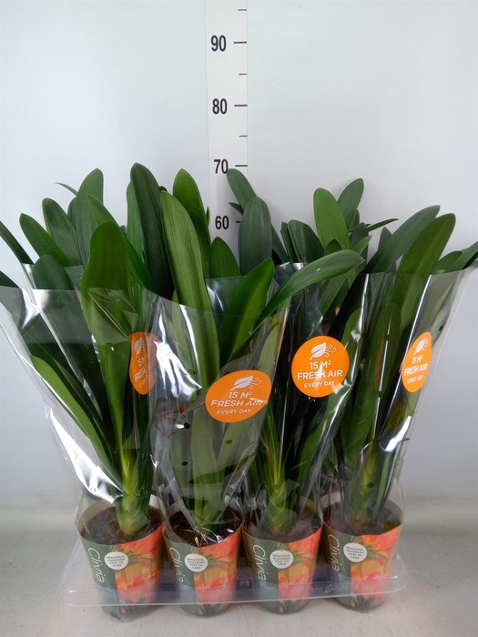 <h4>Clivia miniata</h4>
