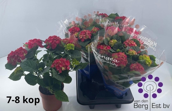 <h4>HYDR M SPEEDY RED</h4>