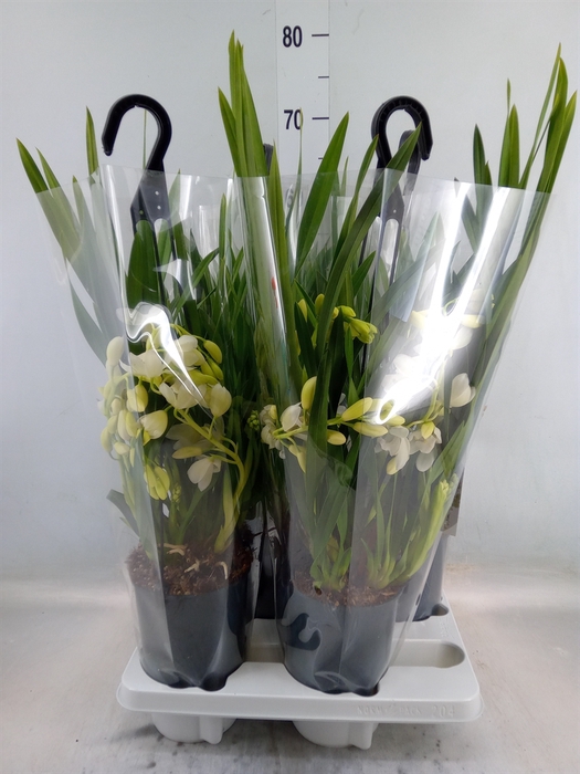 <h4>Cymbidium  'Ice Cascade'</h4>