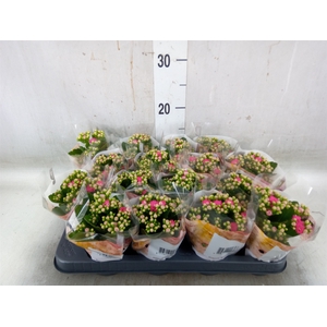Kalanchoe blos. 'RosDon Nando'