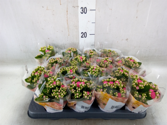 <h4>Kalanchoe blos. 'RosDon Nando'</h4>