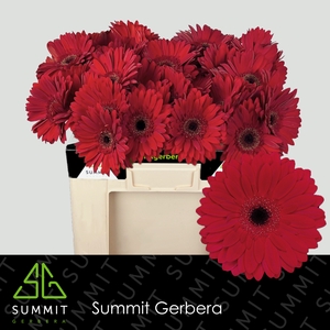 Gerbera Barones Water