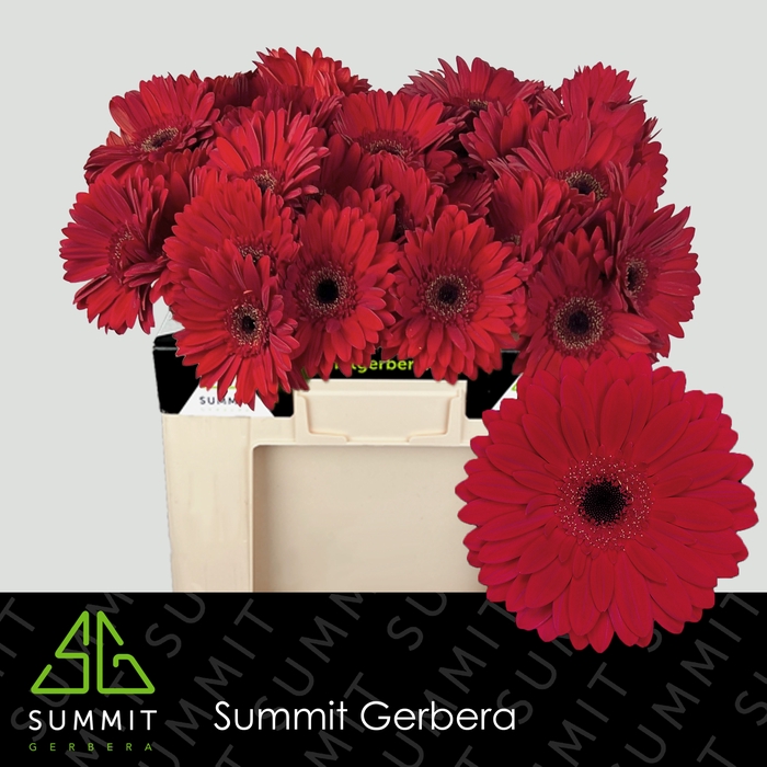 <h4>Gerbera Barones Water</h4>